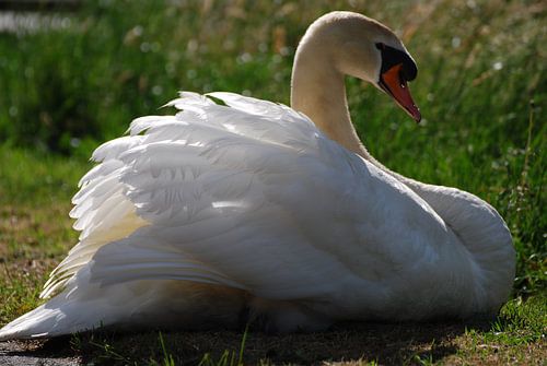 Een mannetjes zwaan liggend in het gras 