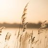 Serene Peace