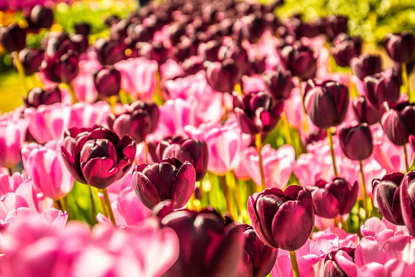 Paars en roze tulpen von Stedom Fotografie