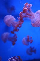 Pink Jellyfish #3