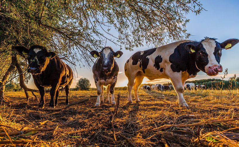 Nieuwsgierige koeien uiterwaarden Oosterbeek par Michiel van Druten
