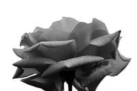Black rose