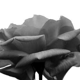 Schwarze Rose von Carmen Fotografie
