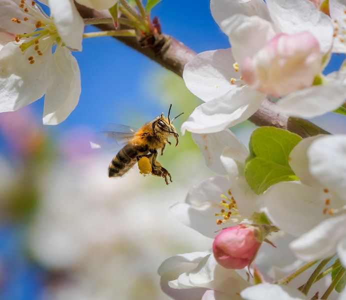 Une abeille vole vers une fleur de pommier blanche par ManfredFotos