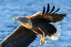 Seeadler fängt einen Fisch von Sjoerd van der Wal Fotografie