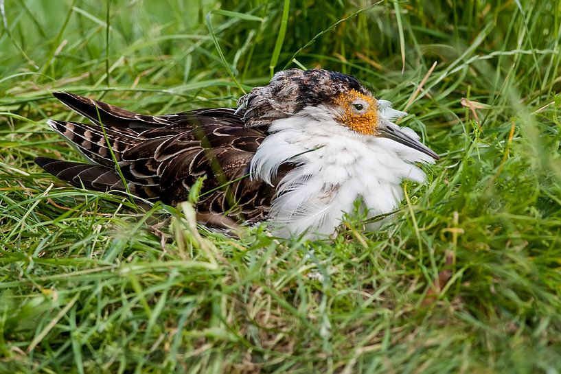 Kemphaan : Tierpark Blijdorp von Loek Lobel