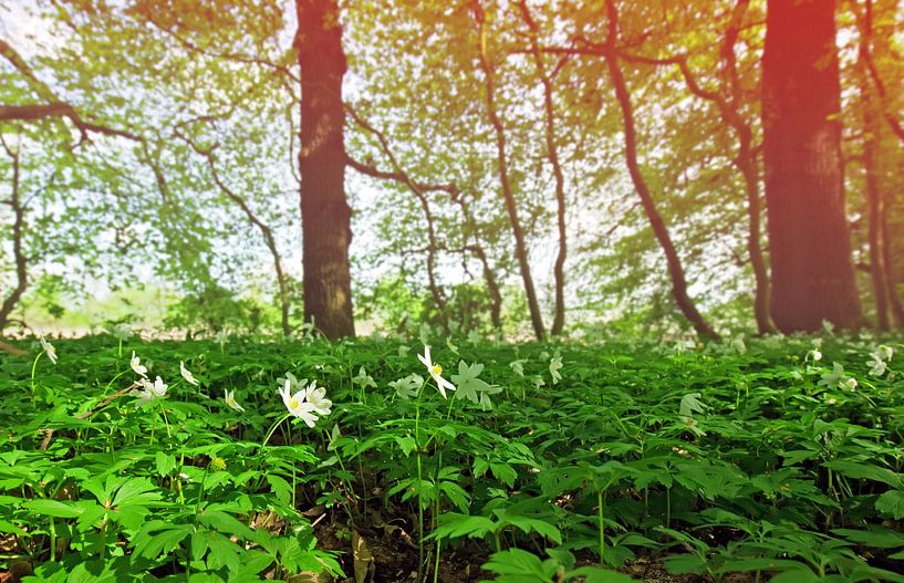 Wood Anemone by Bo Valentino