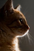 Wondering