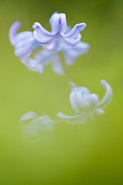 Close up of hyacinth by Caroline Piek