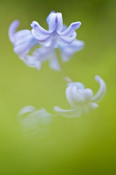 Close up van hyacint van Caroline Piek