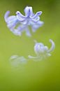 Close up of hyacinth sur Caroline Piek Aperçu