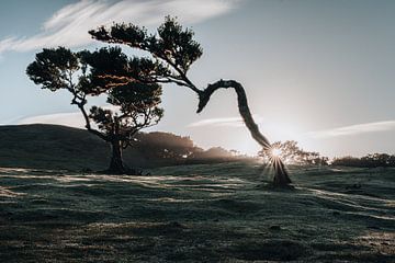 Forêt de Fanal - 1 sur Arjan Bijleveld