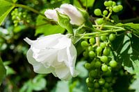 white roses in the vineyard close up