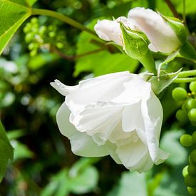 witte roos wijngaard druiven tros bloem mooi van Gerard de Ridder