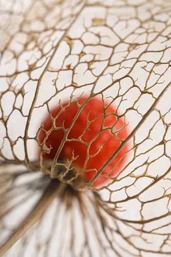 Abstractie: De structuur van het lampionnetje