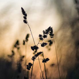 Herbes en fleurs à l'heure dorée sur Martijn Wit