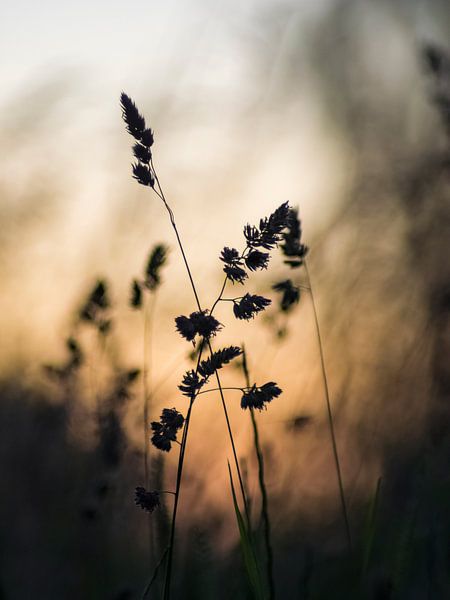 Blühendes Gras in der goldenen Stunde von Mr White Takes Pictures