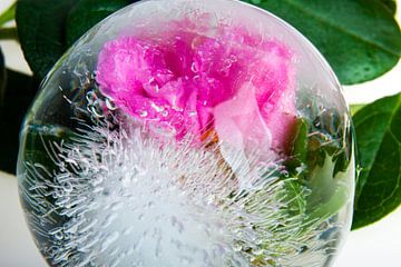 Azalea in crystal clear ice 2 van Marc Heiligenstein