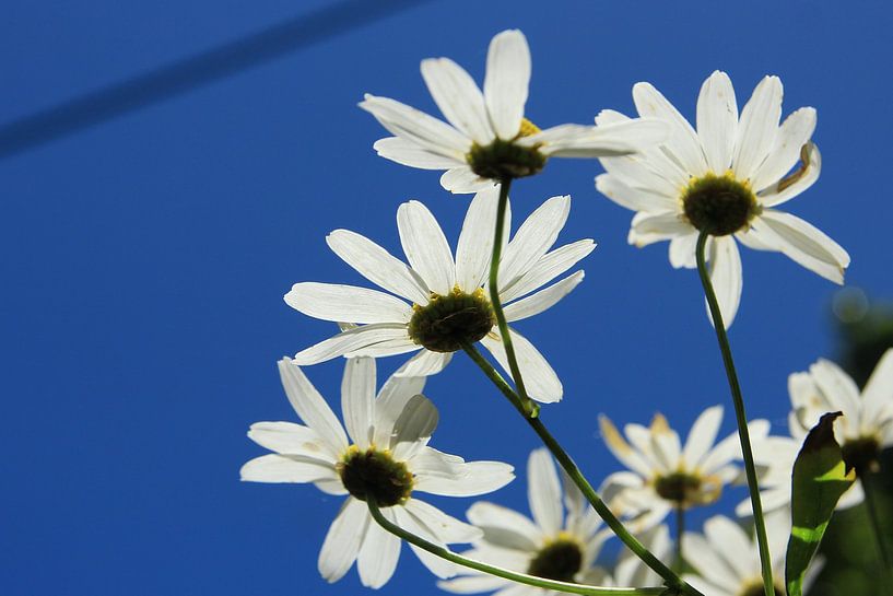 Exposition de fleurs par Photo Pim
