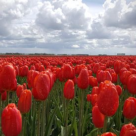 Rote Tulpen im Nordosten Polder von Rik van de Beek