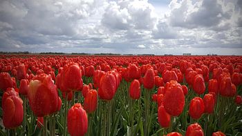 Red tulips in the north-east polder