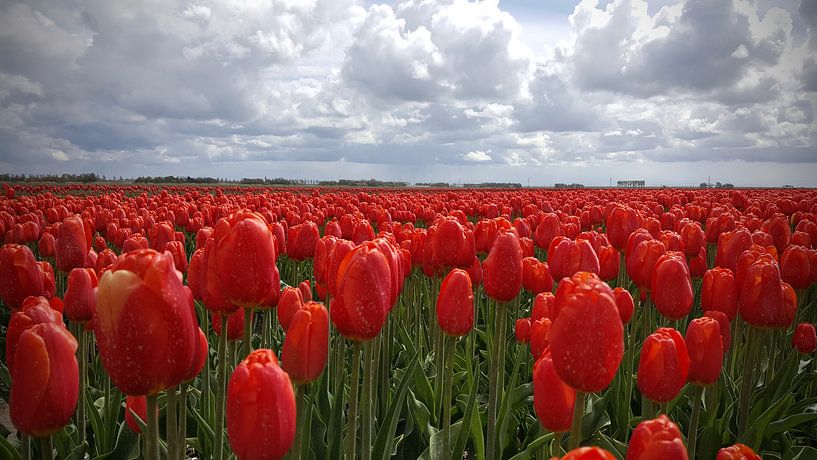 Rote Tulpen im Nordosten Polder von Rik van de Beek