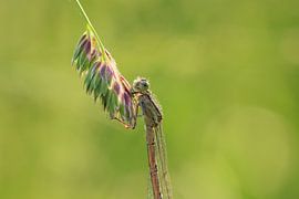 Libelle von t de bruin