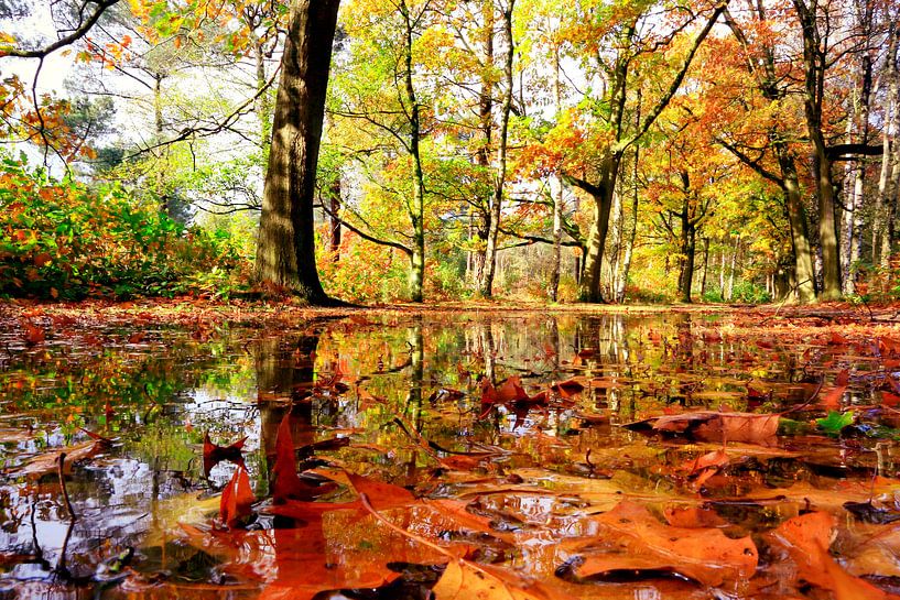 wet autumn by Els Fonteine