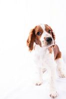 Hond