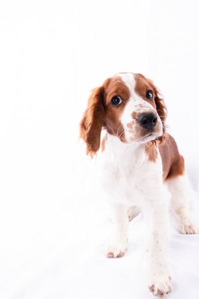 Hond par Florence Aafjes