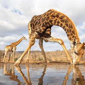 Une girafe se penche pour boire tandis qu'une autre passe à l'arrière-plan sur Peter van Dam