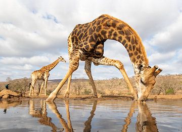 Une girafe se penche pour boire tandis qu'une autre passe à l'arrière-plan sur Peter van Dam