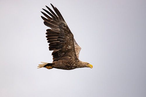 Zeearend, Haliaeetus albicilla
