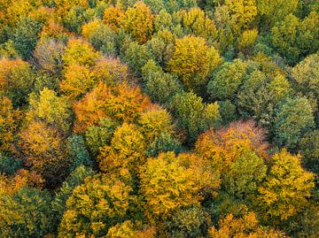 Herfstbos met kleurrijke bladeren van bovenaf gezien