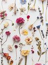 Dried flowers by haroulita thumbnail