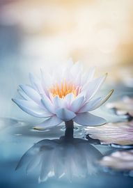 Silbermondblüte von Steffen Gierok