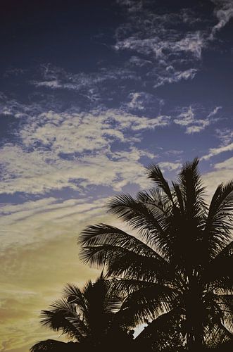 Palms Silhouette Against Colorful Sunset Sky