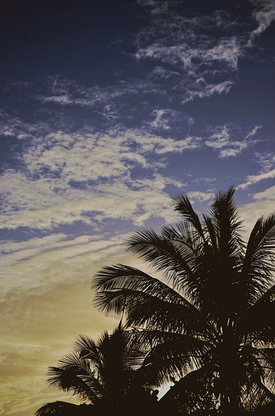 Colorful tropical sunset with palm tree silhouettes by Carolina Reina Photography