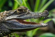 De brilkaaiman upclose (Caiman crocodilus) van Rob Smit thumbnail