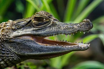 Der Brillenkaiman (Caiman crocodilus) aus der Nähe