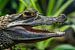 Der Brillenkaiman (Caiman crocodilus) aus der Nähe von Rob Smit