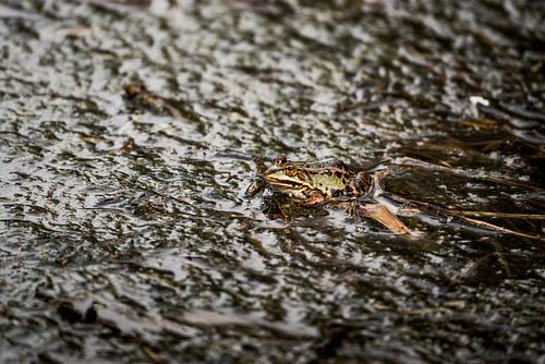 Verborgen in het Moeras De Kracht van Camouflage