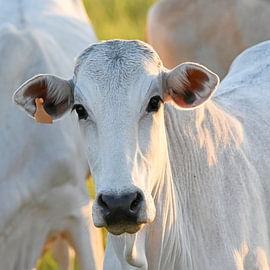 Close-up of a Brahman (cow) in the evening sun by Rini Kools