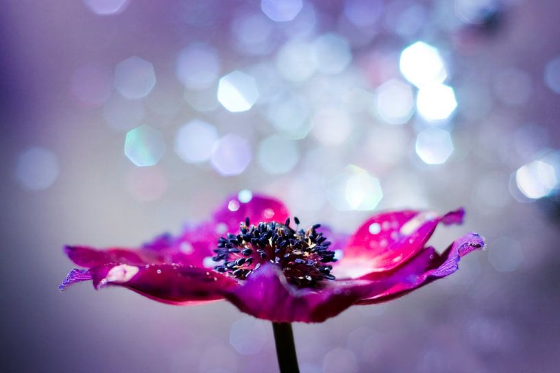 Magische bloem met glitter bokeh van Evelien Oerlemans