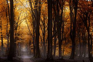National Forest (Dutch Autumn Forest The Speulderbos)