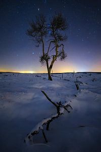 Der verbrannte Baum. von Sven Broeckx