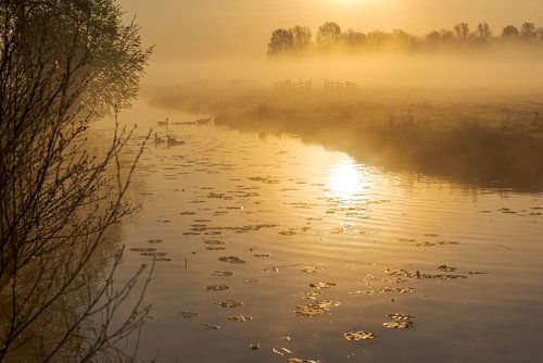 Sfeervolle, gouden zonsopkomst met mist in de Alblasserwaard