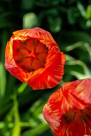glowing tulip by Thomas Heitz