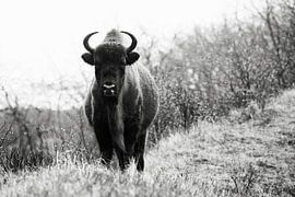 Wisents in Dünen auf der Kraansvlak von Süd-Kennemerland von Jeroen Stel