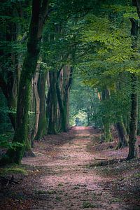 Speulderbos 3 van Thom Brouwer